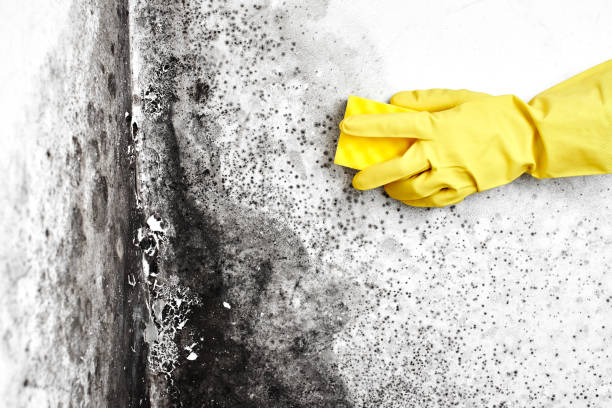 Best Crawl Space Mold Remediation in Powderly, TX