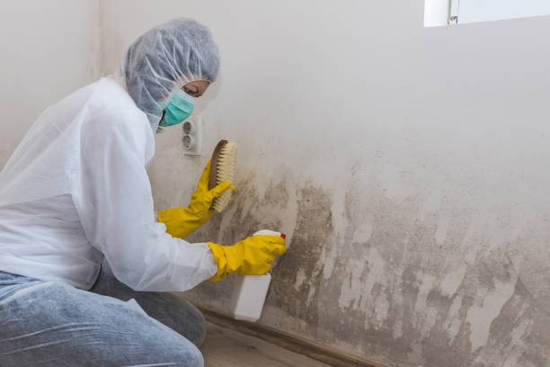 Best Basement Mold Remediation in Powderly, TX