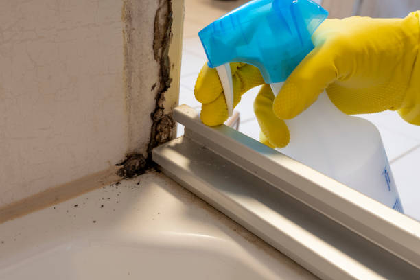 Best Residential Mold Remediation in Powderly, TX