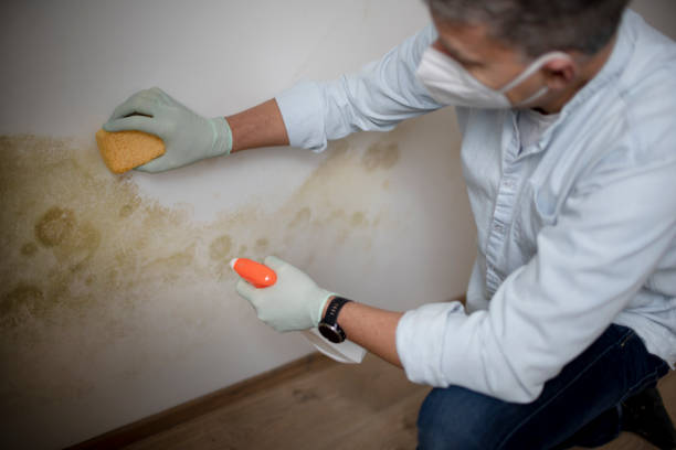 Best Black Mold Remediation in Powderly, TX