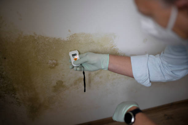 Best Commercial Mold Remediation in Powderly, TX
