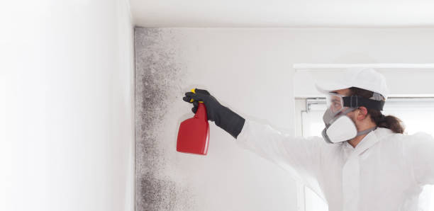 Best Emergency Mold Remediation in Powderly, TX