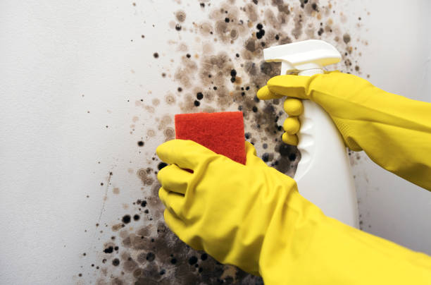 Best Industrial Mold Remediation in Powderly, TX