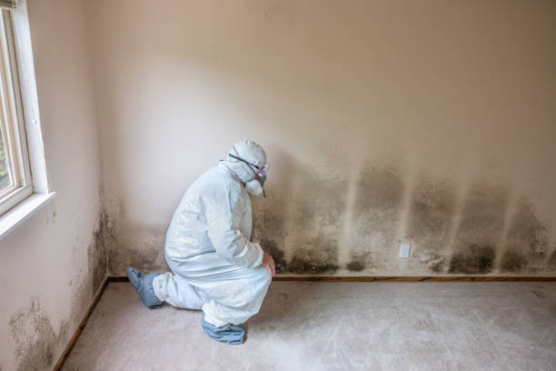 Professional Mold Remediation in Powderly, TX