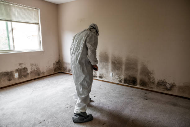 Best DIY Mold Remediation Support Services in Powderly, TX