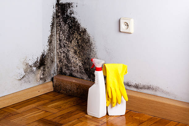 Best Post-Flood Mold Remediation in Powderly, TX