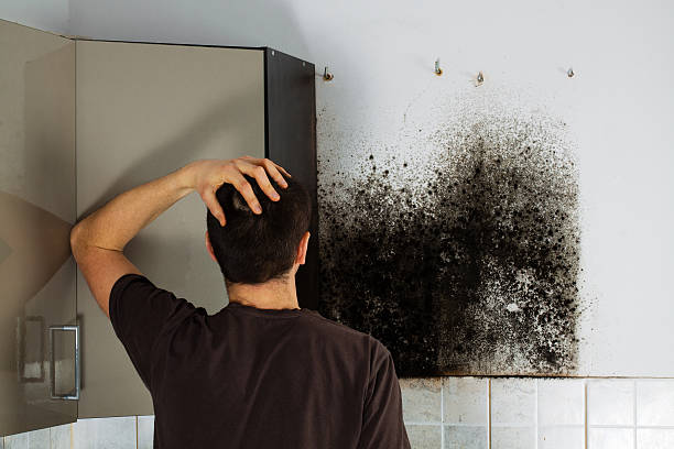Best Preventive Mold Services in Powderly, TX
