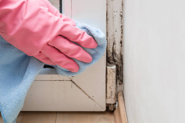 Best Localized Mold Remediation (e.g., coastal areas, humid climates) in Powderly, TX